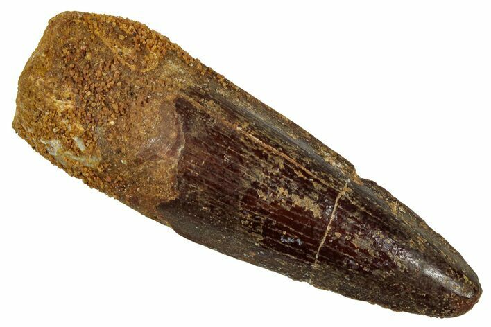 Fossil Spinosaurus Tooth - Real Dinosaur Tooth #329685